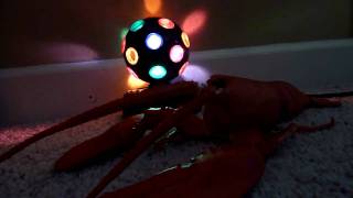 Disco Lobster [upl. by Aynekat]