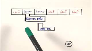 A2 Biology  Lac operon OCR A Chapter 192 [upl. by Aseuqram]