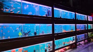 Most Beautiful Fish Shop in Kalyan  100 Plus Fish Varieties  New Lovely Aquarium And Pets [upl. by Wolf]