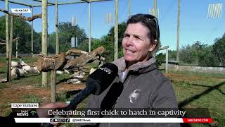 Cape Vultures  Celebrating first chick to hatch in captivity Kerri Wolter [upl. by Shanleigh672]