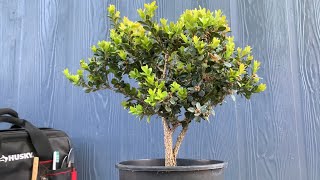 Pruning My Boxwood Into A Bonsai From Nursery Stock 040122 [upl. by Acemat]