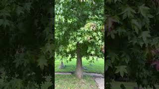 Sweetgum  trunk amp lower canopy  September 2024 [upl. by Asusej]