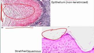 Epithelium in Under 10 minutes [upl. by Ley742]