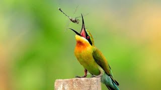 Insectivorous Bird Meropidae [upl. by Petigny]