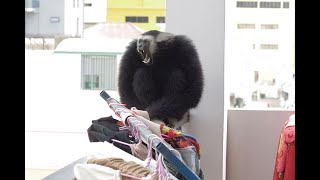 Pileated gibbon singing on a Phnom Penh city street [upl. by Sweatt]