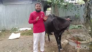 bovine papilloma amp warts massha saifuddin contact number 8145442087 [upl. by Thaddus544]