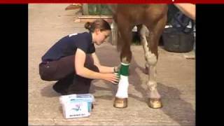 How to dress a leg wound in a horse [upl. by Mallorie]