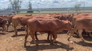 90 Droughtmaster Steers  Perry Pastoral 11124 [upl. by Eile]