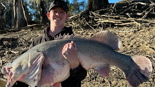 Murray Cod fishing in Deniliquin 112cm giant [upl. by Atteniuq]