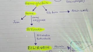 Bilirubin metabolism [upl. by Myke]