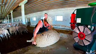 Incredibly Huge Sheep Shearing  Stunning and Satisfying [upl. by Essila]