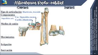 Explicacion de los movimientos de las articulaciones de la extremidad superior [upl. by Enisamoht]