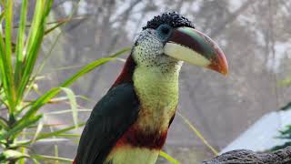 Curlcrested aracari  incredible bird [upl. by Ahsiner]