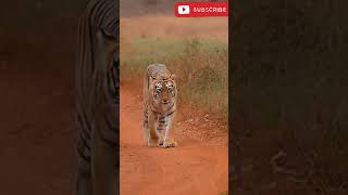 Choti Tara female tiger of tadoba national park [upl. by Nawram]