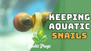 How to Keep and Care for Aquatic Snails [upl. by Aicnilav871]