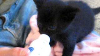 cute black kitten bottle fed quotdont bother me im eatingquot [upl. by Fazeli391]