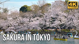 Cherry Blossom in Tokyo 2021  Sakura Viewing Tour 4K [upl. by Emmeline210]