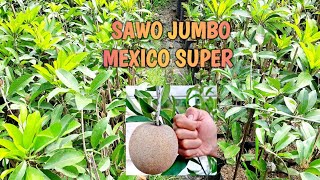 bibit sawo jumbo mexico paling mudah berbuah [upl. by Atived]