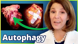 REVERSE Heart Disease with Autophagy [upl. by Ynohtnad696]