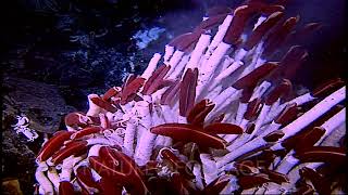 Riftia Tube Worms [upl. by Eiramenna415]