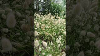 揺れて可愛い！ラグラス Lagurus Ovatus Blown by the Wind 足立区農業公園 dorafatssis sightseeing 足立区 [upl. by Mojgan]