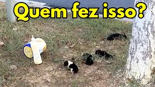 QUATRO Cachorrinhos recém nascidos ABANDONADOS PRA MORRER 😭 [upl. by Sinclare665]