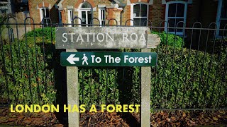 A walk in the Peoples Forest  Epping Forest walk 4K [upl. by Letrice]