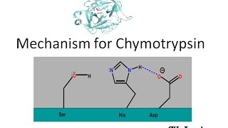 Mechanism of Chymotrypsin [upl. by Hakeem]