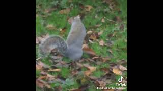 Ball of fluffiness Garden squirrel [upl. by Lertnom]