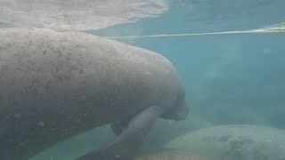 Swimming with Florida Manatees  Crystal River [upl. by Avon]