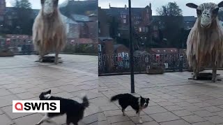 Sheepdog tries to herd giant statue  of a sheep  SWNS [upl. by Wolsniw]