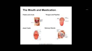 Mastering Medical Terminology Chapter 5 Digestive System [upl. by Lemuelah662]