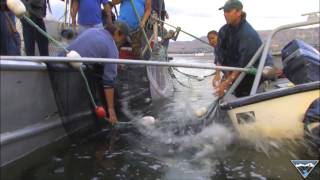 Columbia River Gill Netting PSA [upl. by Aerona612]