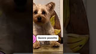 Ya denle su pozolito al perro por favor 😂perros funny funnydogs funnyshorts viralvideo [upl. by Tiebout]