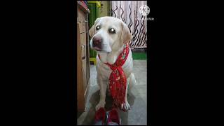 Kachra seth 🤣ytshorts funnydog labrador viralshortsshorts doglover [upl. by Ludvig]