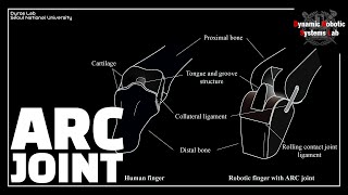 RALIROS Anthropomorphic Rolling Contact joint with Kinematically Variable Torsional Stiffness [upl. by Alon]