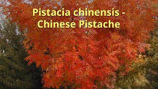 Pistacia chinensis Growing Guide by GardenersHQ [upl. by Dorreg]