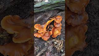 Eastern Jack o lantern mushroom Omphalotus illudens toxic [upl. by Nylecsoj510]