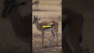 Unbelievable Gazelle Trivia Speed Bounce amp More [upl. by Krasner]