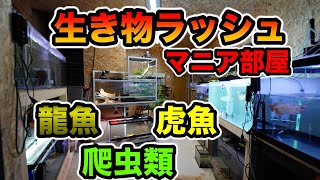 とんでもないオーナー‼️生き物パラダイス マニア飼育部屋が凄すぎた！アロワナ 極上藍底過背金龍 特殊ダトニオ 爬虫類 など [upl. by Ray]