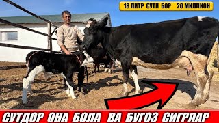 СУТДОР ОНА БОЛА ВА БУГОЗ СИГРЛАР ФЕРМАДАН ФЕРМАДАН 26 ноября 2024 г [upl. by Bent]