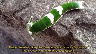 Meet the Dragonhead Caterpillar [upl. by Attah]