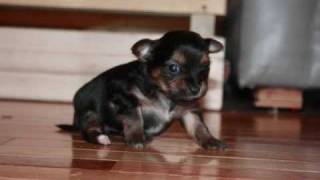 Chorkie puppies 3 weeks 4 days old [upl. by Adnaerb]