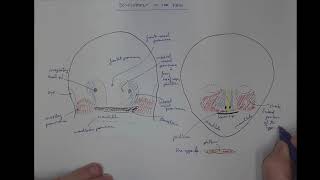 11 03 Developmenf of the face [upl. by Valoniah861]