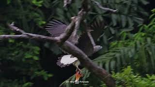 Grey headed fish eagle at Ulu Pandan [upl. by Michaeline535]