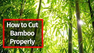 Cutting Bamboo Made Easy Essential Tips and Tricks [upl. by Buchalter]