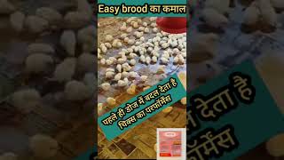 Easy brood medicine poultry shortsfeed shortvideo shorts [upl. by Lesslie]