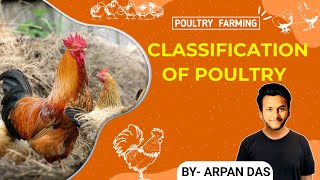 Classification of Poultry breed l poultry by ecohill agri l poultryfarming livestock [upl. by Edea]