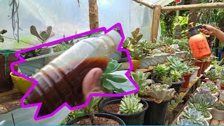 Trying Organic Foliar Fertilizer on My Succulents • Controlling Mealybug organicfertilizer [upl. by Dlabihcra]