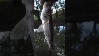 Robalitos snook panama pesca fishing pesxando fish robalo [upl. by Burdelle]